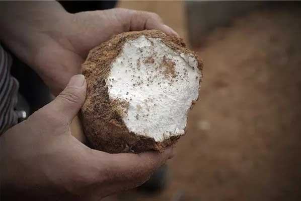 茯苓干燥易碎裂吸濕怎么辦？茯苓烘干機助力企業規?；a!