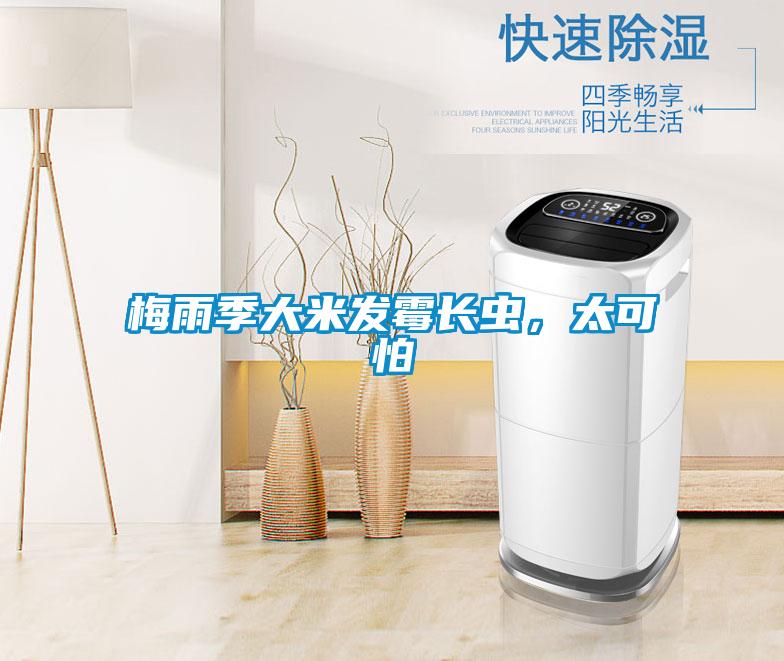 梅雨季大米發霉長蟲，太可怕